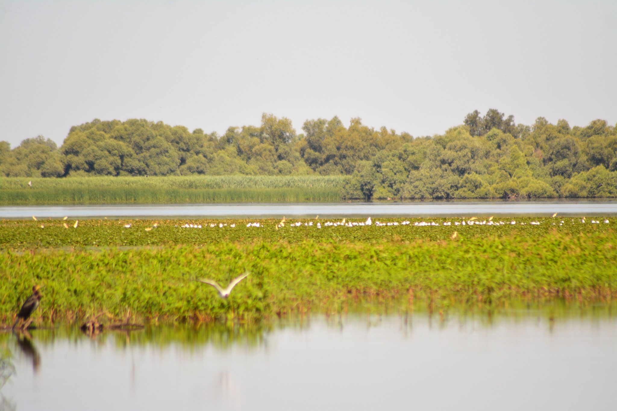 danube_delta