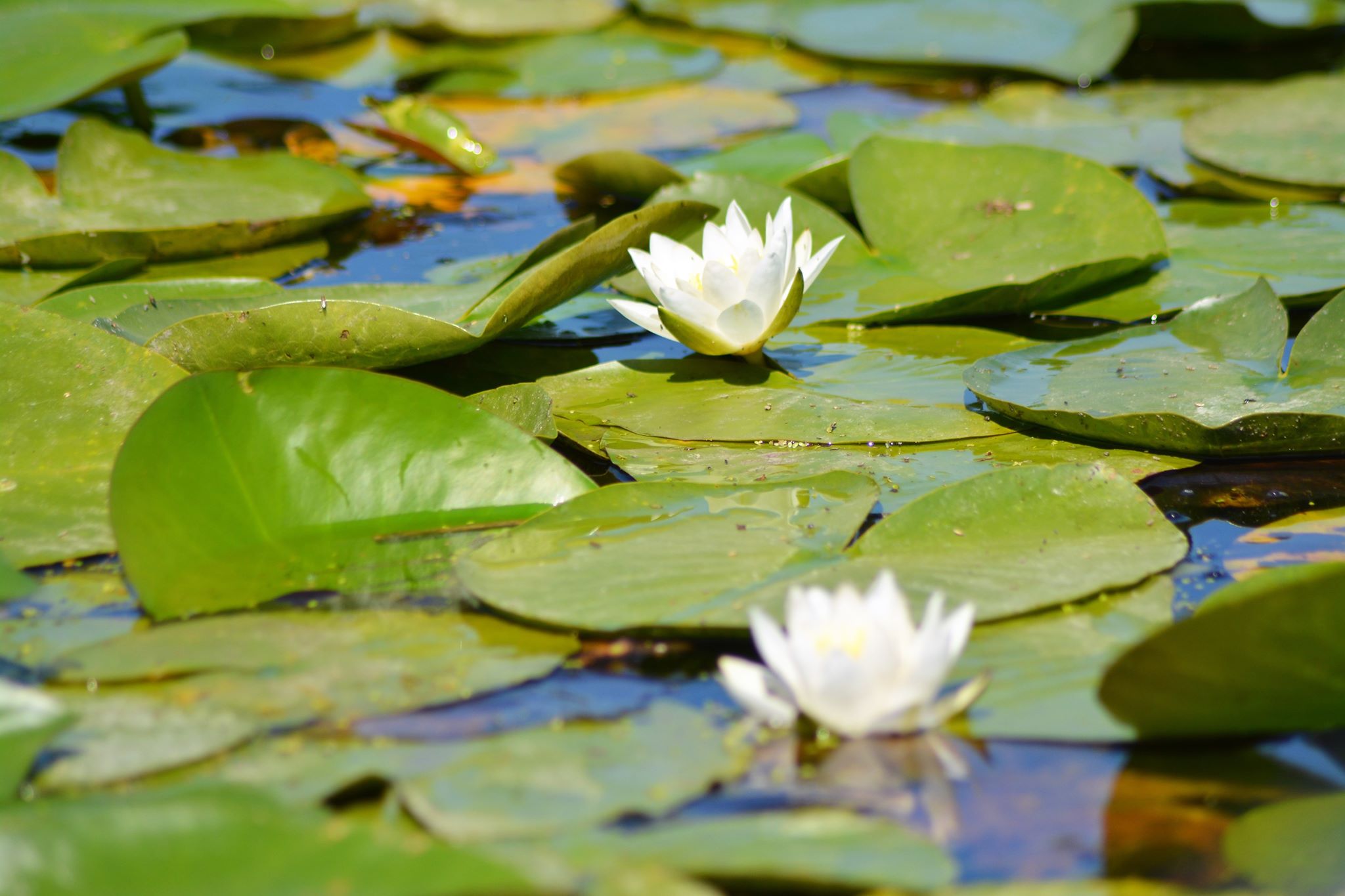 danube_delta