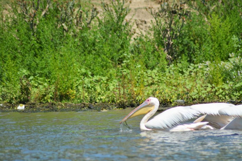 danube_delta