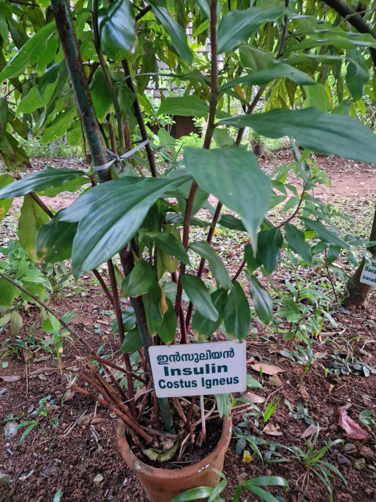 Somatheeram-Ayurveda-Village 