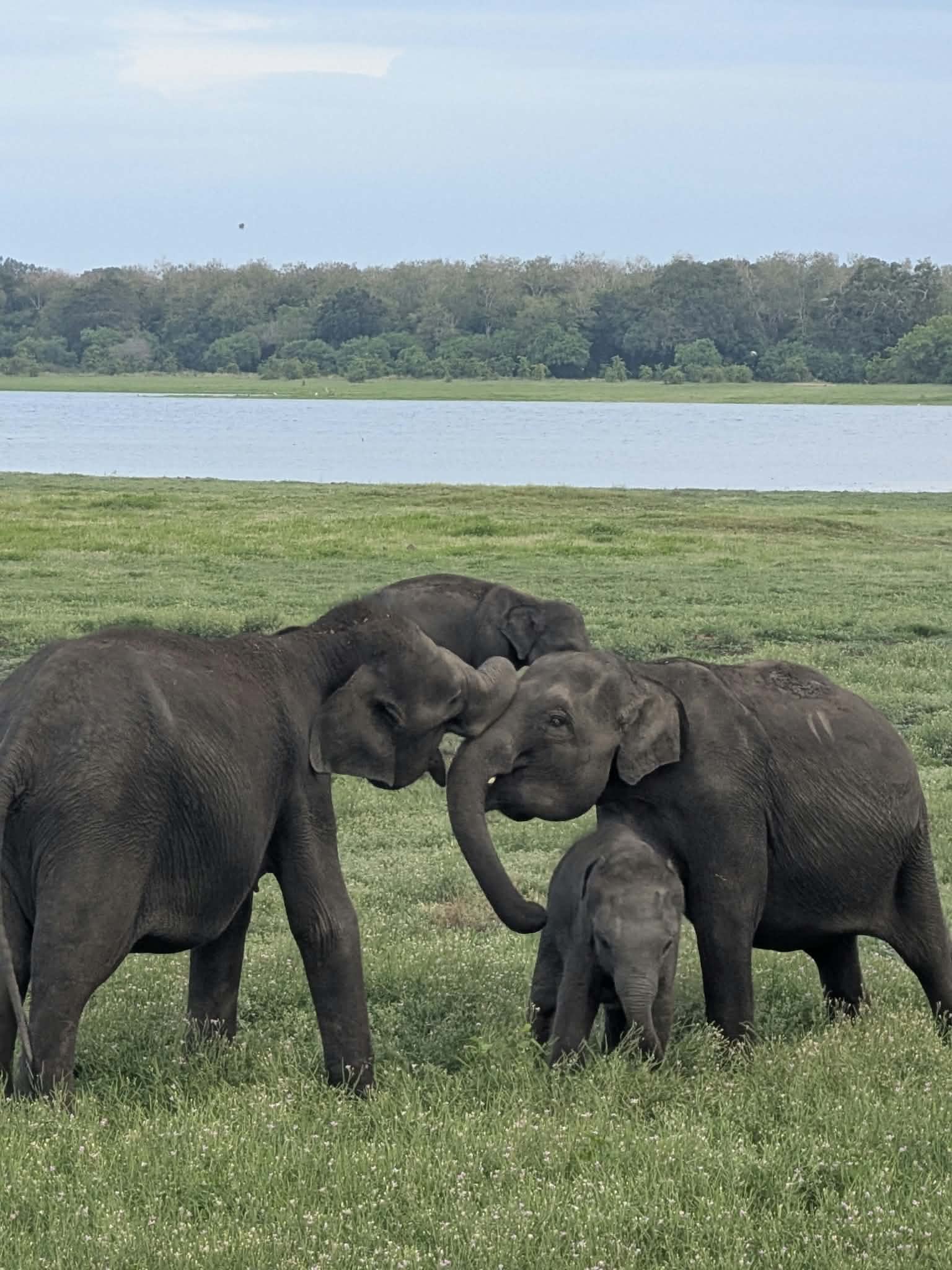 Safari-Sri-Lanka 